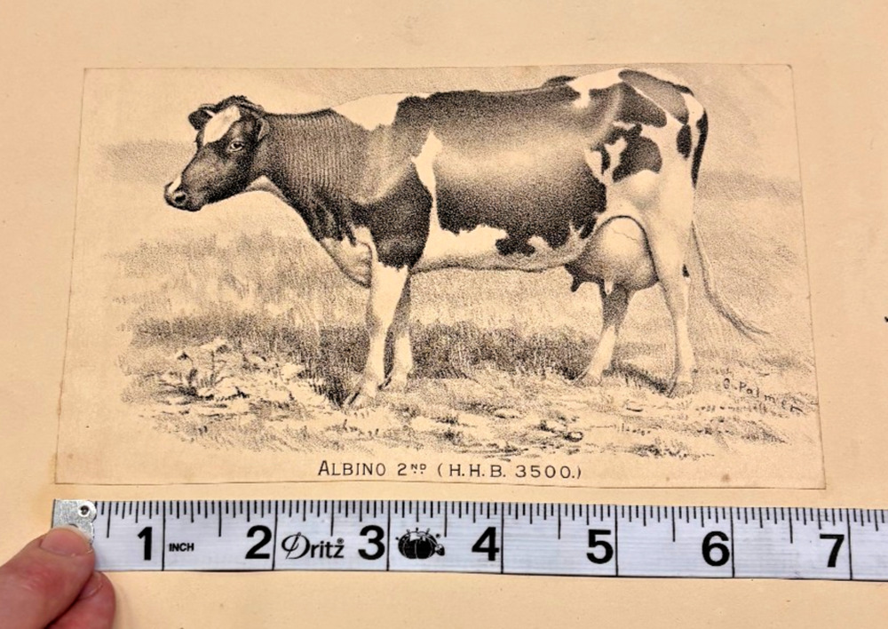 Holstein Cow Lithograph Antique C Palmer Named Albino 2nd HHB 3500 Dairy Cattle